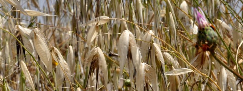 avena loca topillos